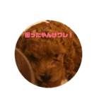 トイプー三兄弟じゃワレ！（個別スタンプ：6）