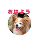 パピヨン＊パセゆなちゃん（個別スタンプ：1）