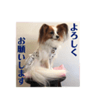 パピヨン＊パセゆなちゃん（個別スタンプ：8）