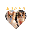 パピヨン＊パセゆなちゃん（個別スタンプ：9）