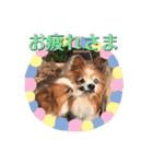 パピヨン＊パセゆなちゃん（個別スタンプ：13）