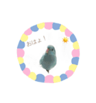 マメルリハインコのぴぴぃ♀（個別スタンプ：2）