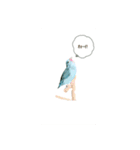 マメルリハインコのぴぴぃ♀（個別スタンプ：4）