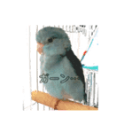 マメルリハインコのぴぴぃ♀（個別スタンプ：5）