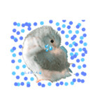 マメルリハインコのぴぴぃ♀（個別スタンプ：7）