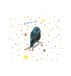 マメルリハインコのぴぴぃ♀（個別スタンプ：8）