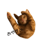 のんびり猫ちゃん（個別スタンプ：3）