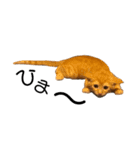 のんびり猫ちゃん（個別スタンプ：5）