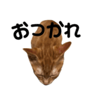 のんびり猫ちゃん（個別スタンプ：7）