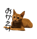 のんびり猫ちゃん（個別スタンプ：8）