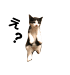のんびり猫ちゃん（個別スタンプ：10）