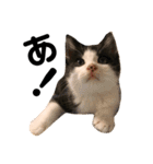 のんびり猫ちゃん（個別スタンプ：11）