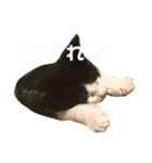 のんびり猫ちゃん（個別スタンプ：14）