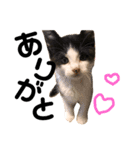 のんびり猫ちゃん（個別スタンプ：16）