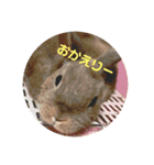 うちのうさぎくん（個別スタンプ：3）