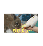うちのうさぎくん（個別スタンプ：8）