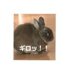 うちのうさぎくん（個別スタンプ：14）