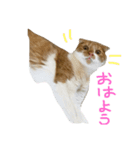 もっちースタンプだよー（個別スタンプ：1）