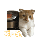 もっちースタンプだよー（個別スタンプ：8）