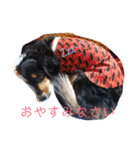 ダックスこゆき（個別スタンプ：1）