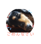 ダックスこゆき（個別スタンプ：5）