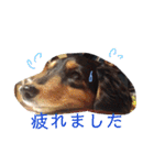 ダックスこゆき（個別スタンプ：9）
