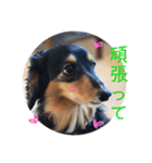 ダックスこゆき（個別スタンプ：12）