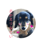 ダックスこゆき（個別スタンプ：14）