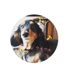 ダックスこゆき（個別スタンプ：17）