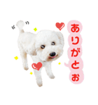 トイプードルのぴーちゃん（個別スタンプ：1）