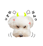 トイプードルのぴーちゃん（個別スタンプ：3）