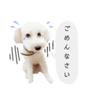 トイプードルのぴーちゃん（個別スタンプ：6）