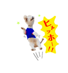 トイプードルのぴーちゃん（個別スタンプ：7）