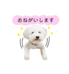 トイプードルのぴーちゃん（個別スタンプ：8）