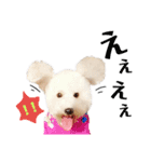 トイプードルのぴーちゃん（個別スタンプ：10）