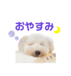 トイプードルのぴーちゃん（個別スタンプ：18）