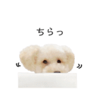 トイプードルのぴーちゃん（個別スタンプ：23）