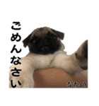 なかのさんちのパグ犬（個別スタンプ：5）