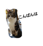 猫屋敷 わさりりあん(丁寧な感じ)（個別スタンプ：3）