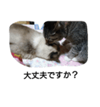 猫屋敷 わさりりあん(丁寧な感じ)（個別スタンプ：6）