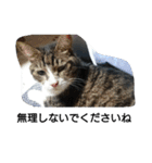 猫屋敷 わさりりあん(丁寧な感じ)（個別スタンプ：7）
