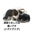 猫屋敷 わさりりあん(丁寧な感じ)（個別スタンプ：9）