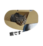 猫屋敷 わさりりあん(丁寧な感じ)（個別スタンプ：14）