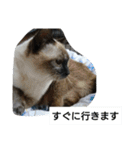 猫屋敷 わさりりあん(丁寧な感じ)（個別スタンプ：16）