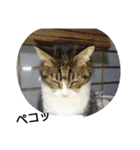猫屋敷 わさりりあん(丁寧な感じ)（個別スタンプ：19）