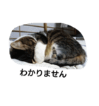 猫屋敷 わさりりあん(丁寧な感じ)（個別スタンプ：26）
