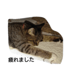 猫屋敷 わさりりあん(丁寧な感じ)（個別スタンプ：27）