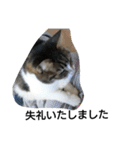 猫屋敷 わさりりあん(丁寧な感じ)（個別スタンプ：30）