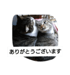 猫屋敷 わさりりあん(丁寧な感じ)（個別スタンプ：33）