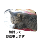 猫屋敷 わさりりあん(丁寧な感じ)（個別スタンプ：37）